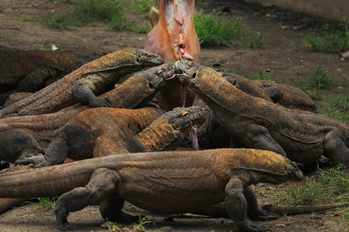 Fantasy Komodo National Park wildlife
